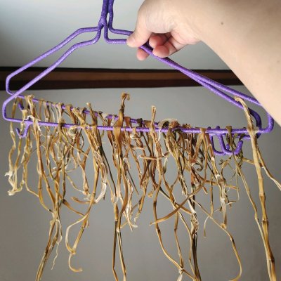 这就是晾晒了一周的笋干！