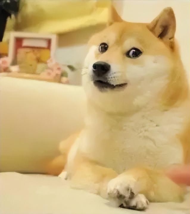 狗头表情什么意思(微信聊天狗头含义) 狗头表情什么意思(微信聊天狗头含义)