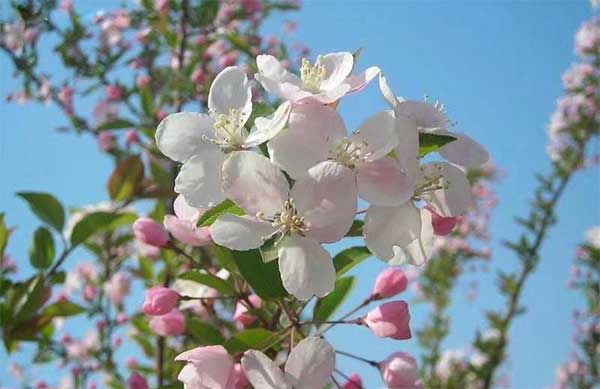 风花雪月下一句是什么(解释、出处) 风花雪月下一句是什么(解释、出处)
